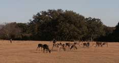 2006 YO Ranch - Deer Photos 1