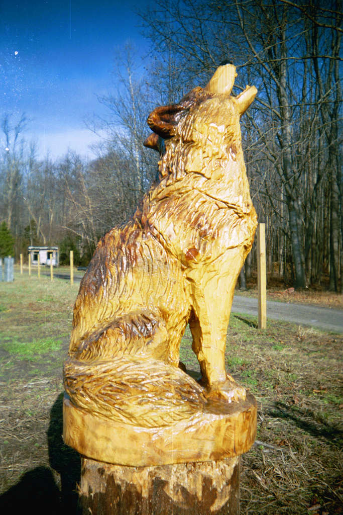 chainsaw carving carvings wood wolf carved animal sculpture wolves wooden artisans woodcarving wildlife feature custom domestic ws bob artisansofthevalley tree