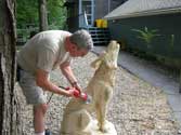 Step 18 Timberwolf Chainsaw Carving - Stan Saperstein