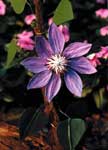 Artisans of the Valley - Purple Flower Carving Closeup